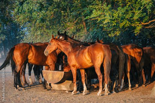 chevaux au pr   