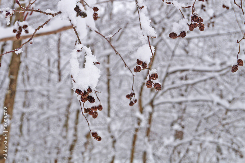 A tree branch with small cones covered with white fluffy snow on a frosty winter day A tree branch with small cones covered with white fluffy snow on a frosty winter day