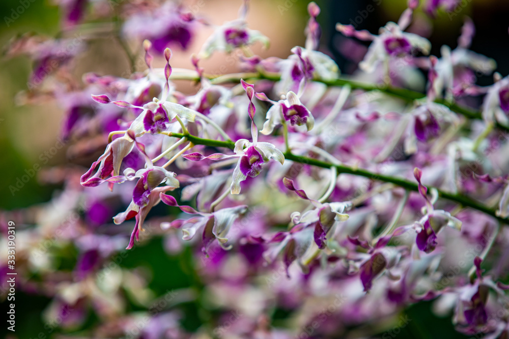 Flowers Flowers