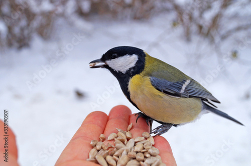 A titmouse with yellow, black and white feathers sits in the palm of the hand and eats sunflower seeds against a background of white snow © Vira