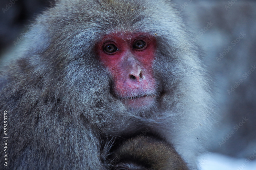 Naklejka premium Mother and Baby from Smow monkey family in the Jigokudani Park, Japan