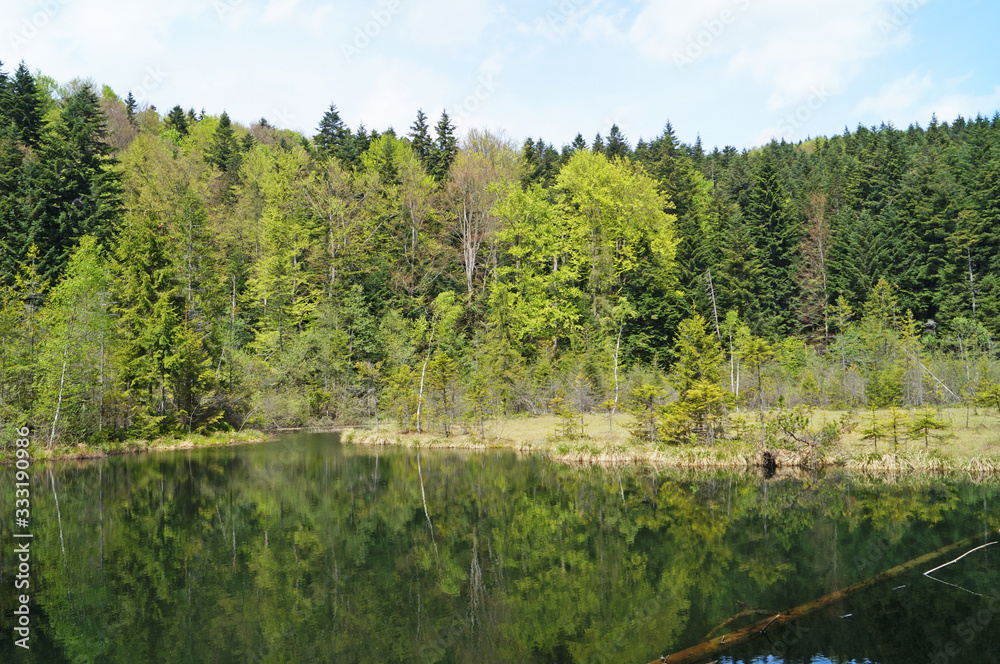 Mountain lake with cold dark water surrounded by green forest under a blue sky on a sunny day
