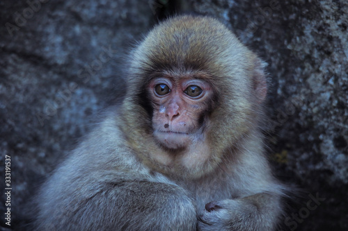 Mother and Baby from Smow monkey family in the Jigokudani Park  Japan