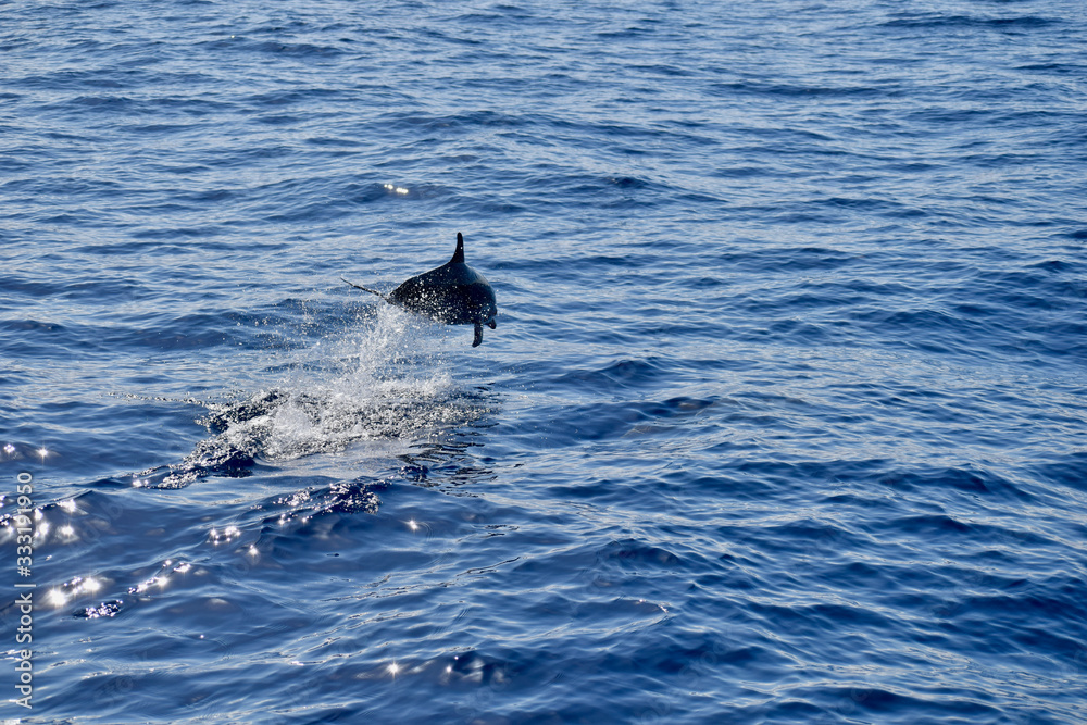 Obraz premium dauphin