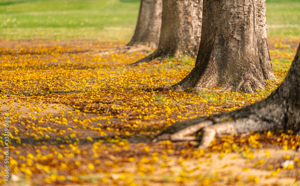 line of tree trunk or tree stub line of tree trunk or tree stub