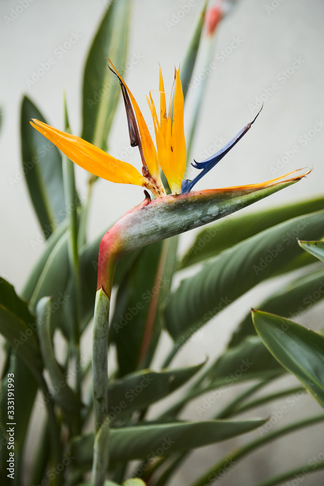 Φωτογραφία A close-up of flowers in the Botanic Gardens in Dublin, Ireland