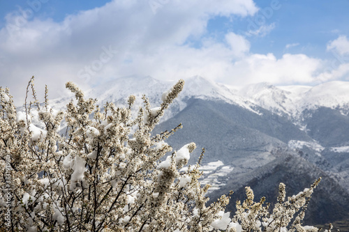 Cherry trees in white blossom with snowy mountains in the background. French Pyrenees, France, Andorra
