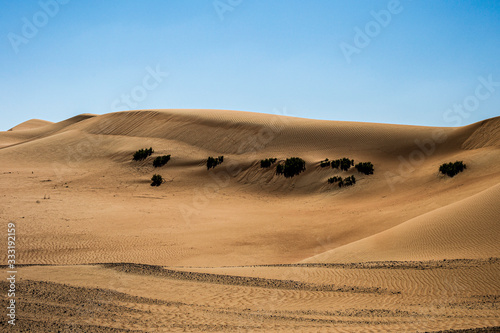 W  stenpflanzen in der W  ste in den Vereinten arabischen Emirate.