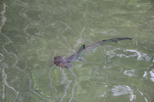 Hammerhead Shark Baby swimming in the beach