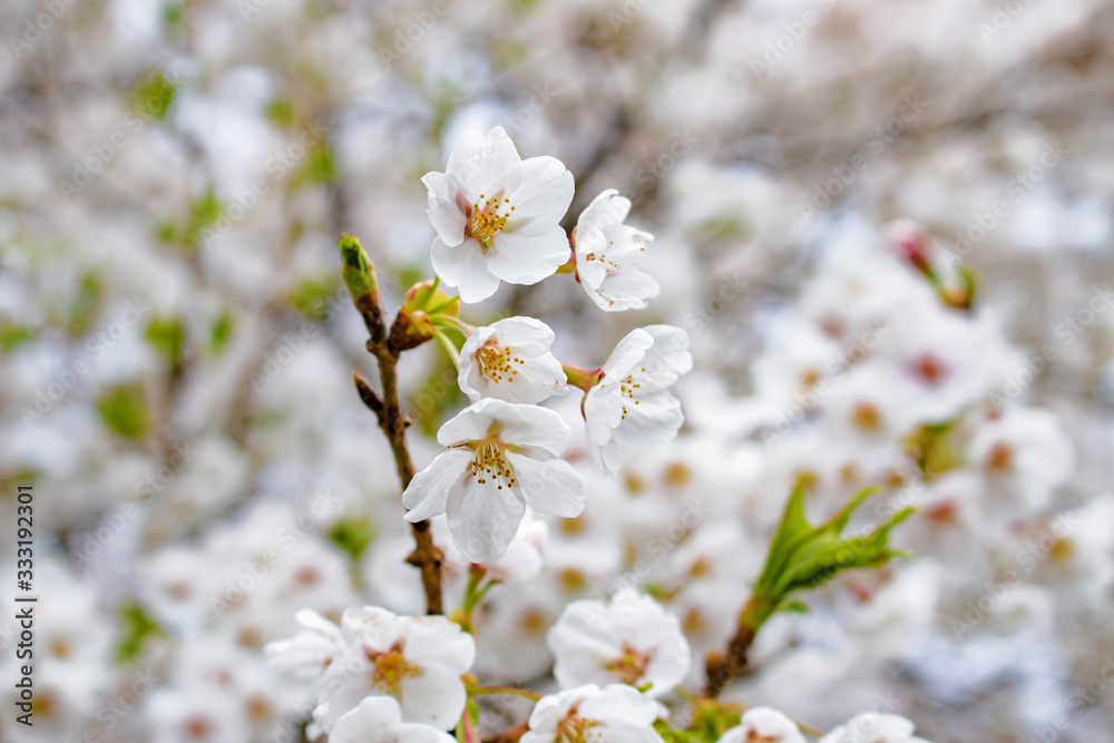 Obraz premium 桜咲く頃