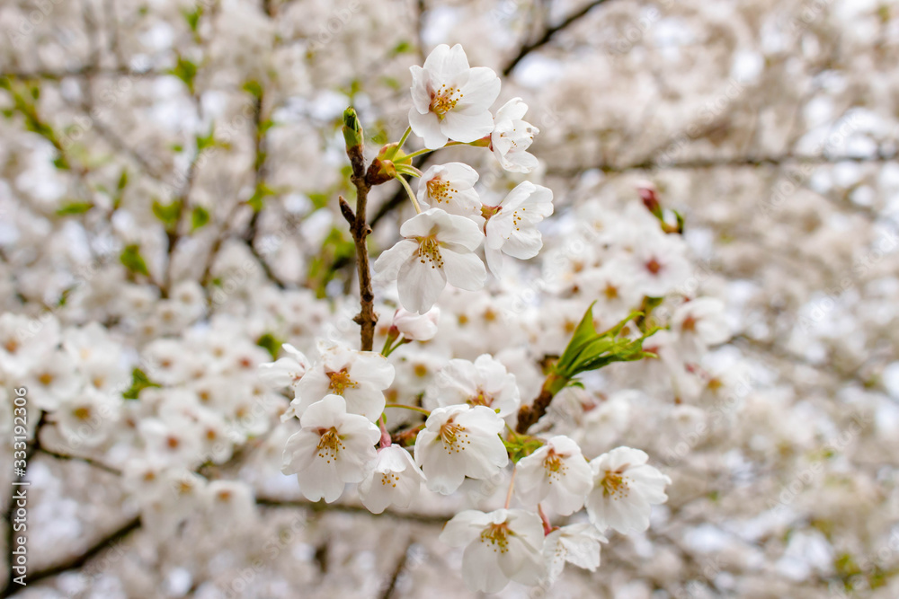 Obraz premium 桜咲く頃