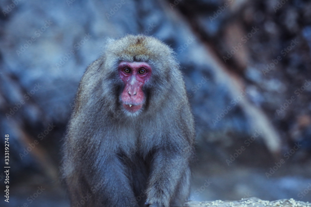 Portrait of Smow monkey in the Jigokudani Park, Japan