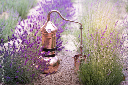 Distilling apparatus alembic on the ground with esential oil between of lavender field lines.