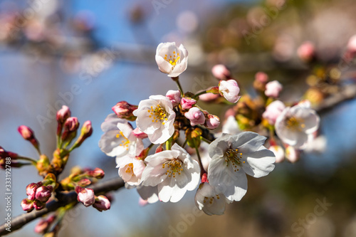 cherry blossoms in spring season