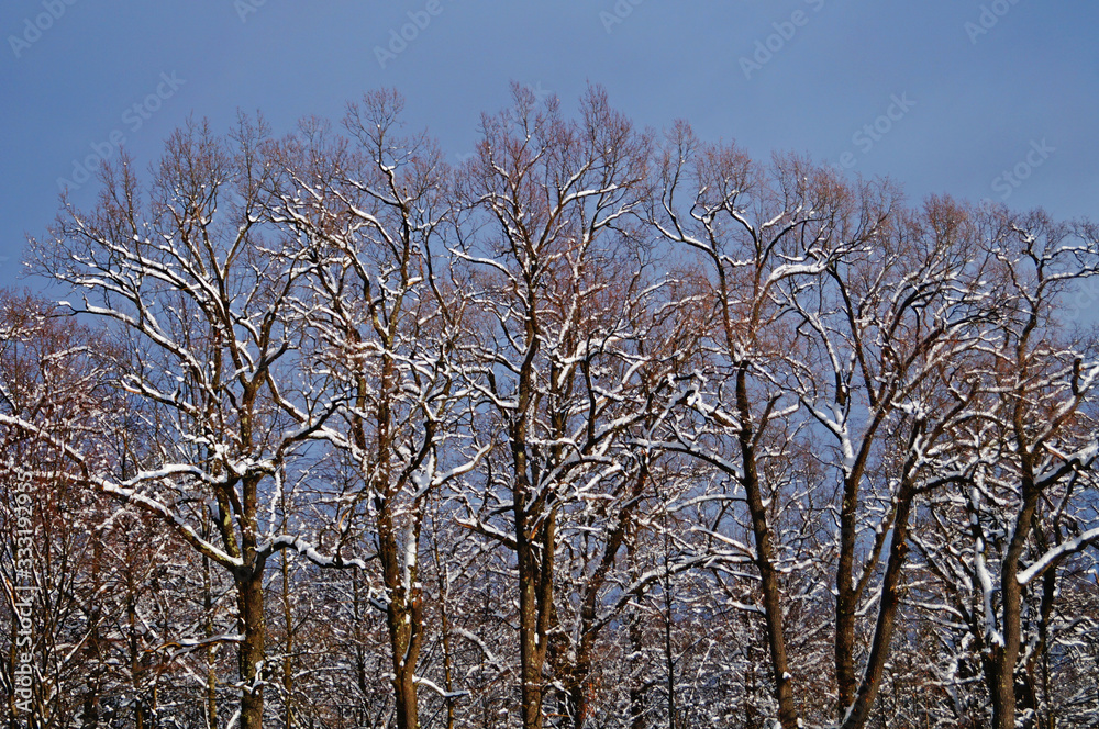 View of a winter snowy forest with trees covered with white fluffy snow on a frosty sunny day View of a winter snowy forest with trees covered with white fluffy snow on a frosty sunny day