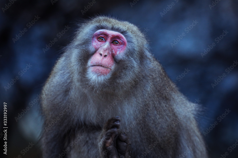 Portrait of Smow monkey in the Jigokudani Park, Japan Portrait of Smow monkey in the Jigokudani Park, Japan