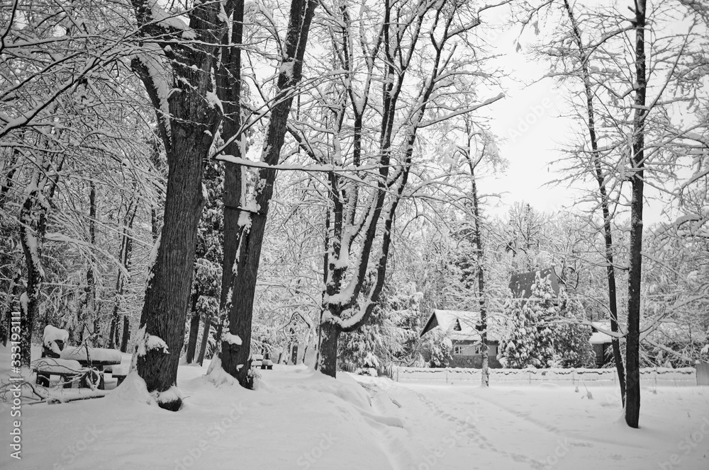 View of a winter snowy park with trees covered with white fluffy snow on a frosty sunny day