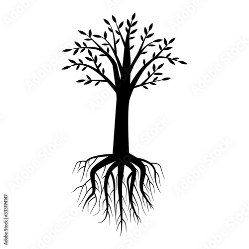 tree with a magnificent crown and a magnificent root of black color