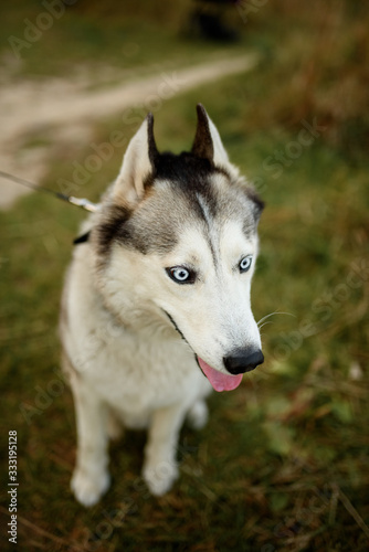 Husky portrait. Young husky dog for a walk in the park in autumn. Husky breed. Light fluffy dog. Walk with the dog. Dog on a leash. A pet © wolfhound911