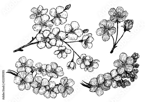 Hand drawn vector illustration. Collection of blooming branches of Sakura. Set of cherry flowers. Botanical realistic sketches isolated on white. Outline elements for design, typography, print, poster