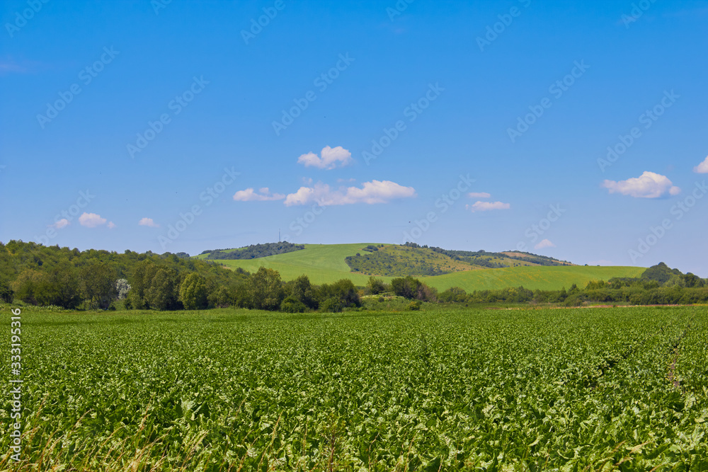 sugar beet field,growing sugar beet in field in summer beautiful landscape