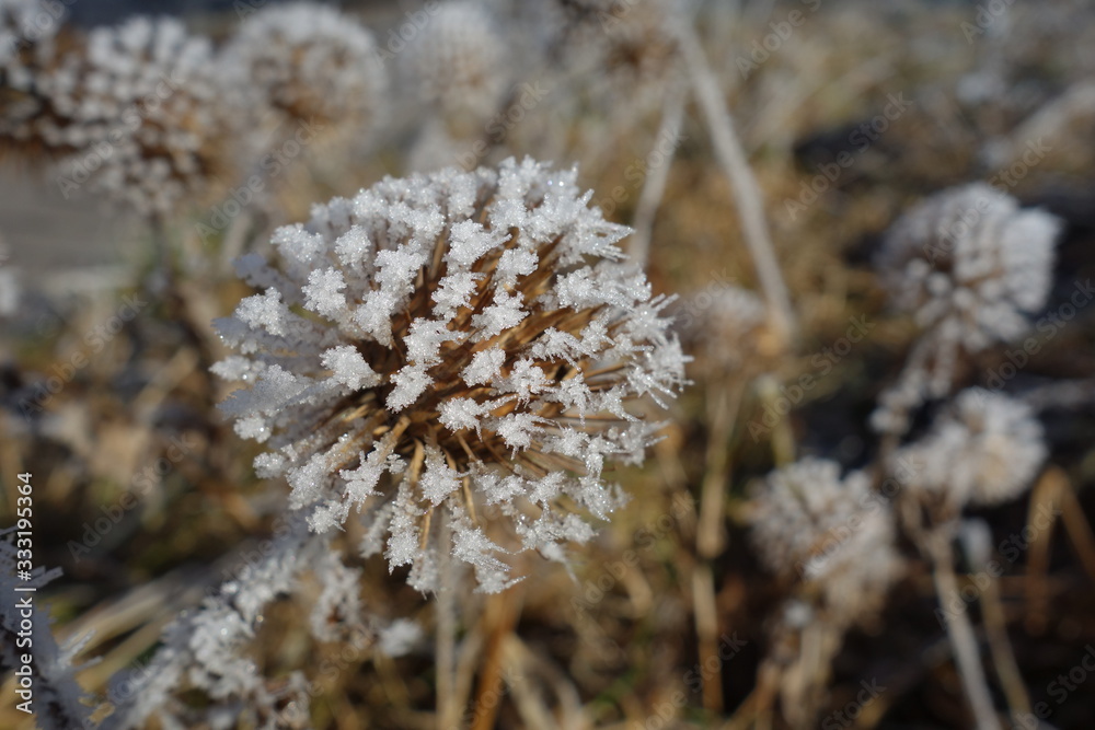 Winter landscapes with big ice crystals and frost on a lake in Bavaria, Germany Winter landscapes with big ice crystals and frost on a lake in Bavaria, Germany