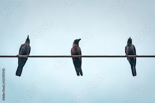 three crows against blue sky photo