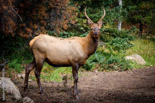 Elk Wapiti Cervus canadensis  Jasper Alberta Kanada travel destination