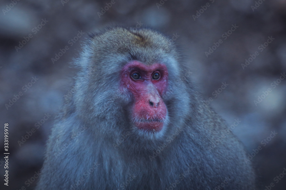 Naklejka premium Portrait of Smow monkey in the Jigokudani Park, Japan