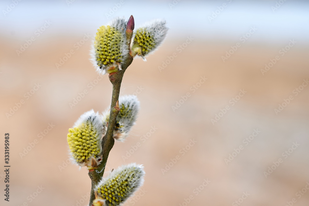 Flowering alder buds, backgrounds Flowering alder buds, backgrounds