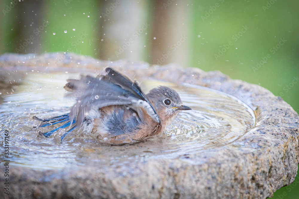 Female eastern bluebird bathing in a granite bird bath