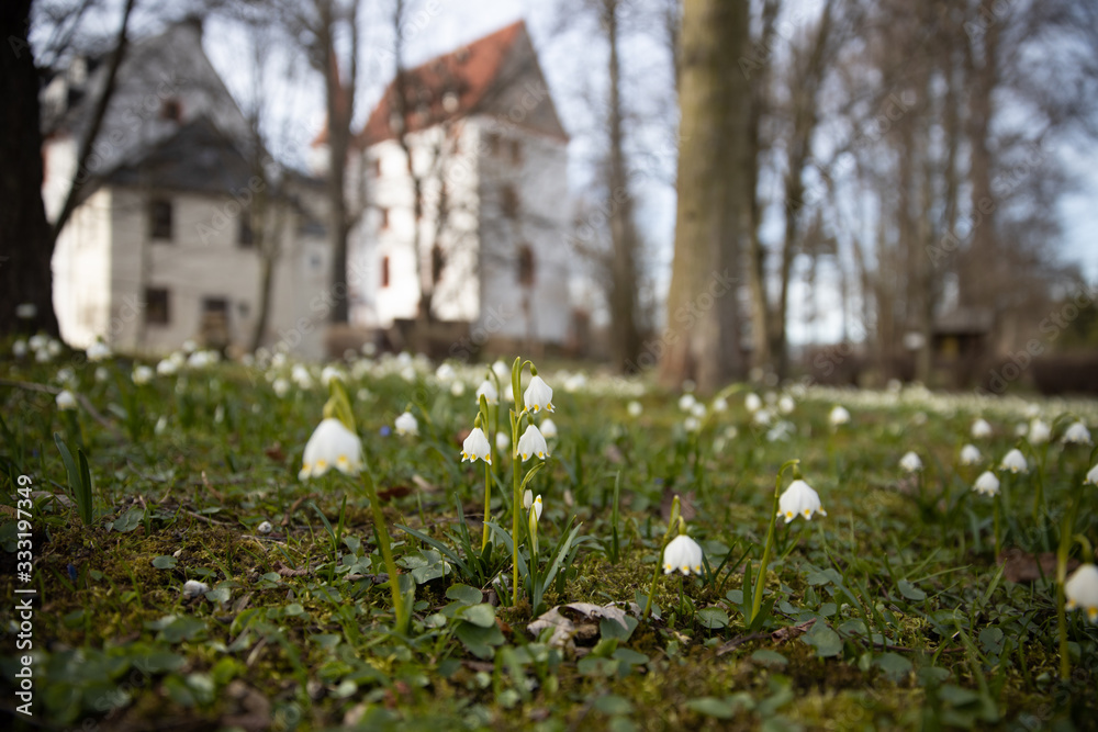Fruehling blühen Märzenbecher Natur erwachen Sonne Fruehling blühen Märzenbecher Natur erwachen Sonne
