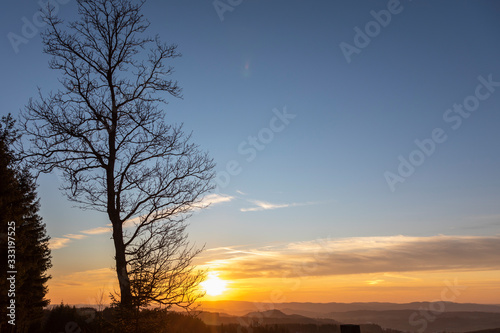 Sonnenuntergang mit Baum im Fr  hling