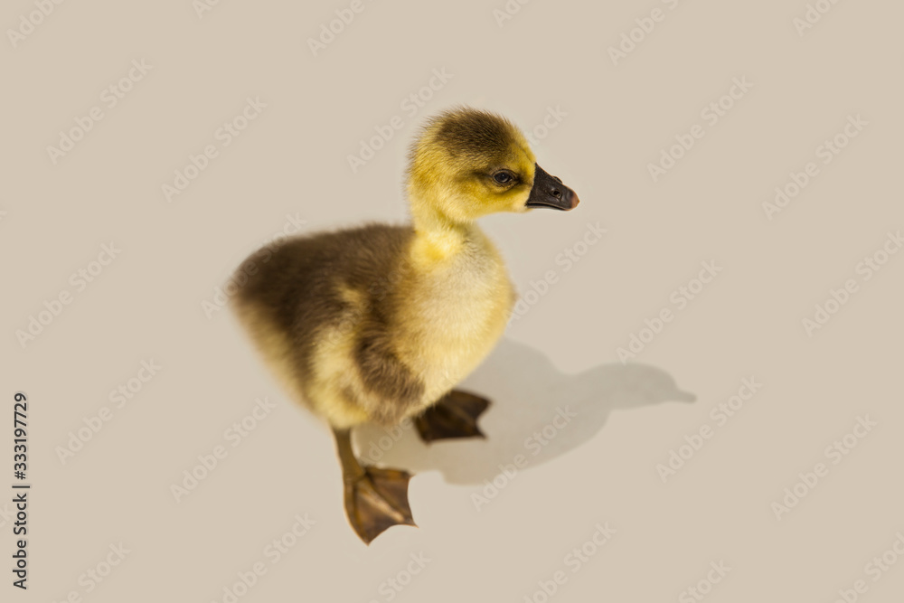 Cute little newborn fluffy gosling. One young yellow baby goose Cute little newborn fluffy gosling. One young yellow baby goose