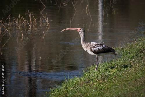 White ibis on the shore of a pond