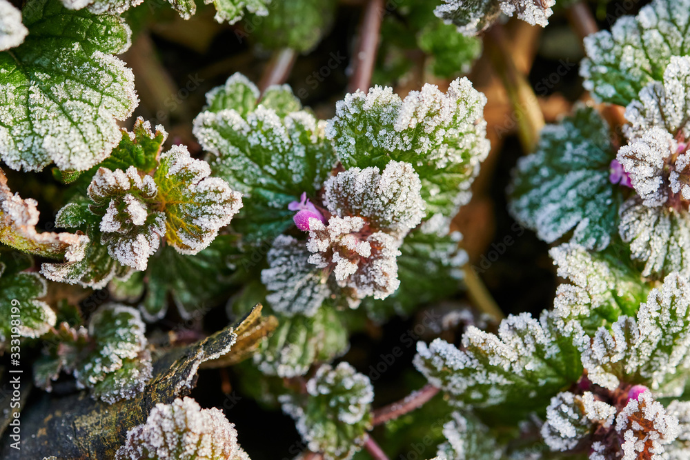 Frosty green leaves of plants