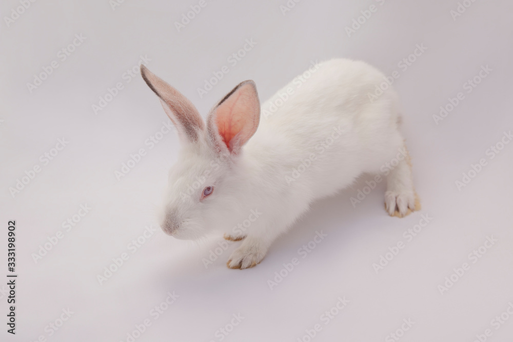 white rabbit on a white background
