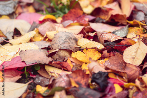 Beautiful fallen leaves from trees on the ground in the autumn forest.