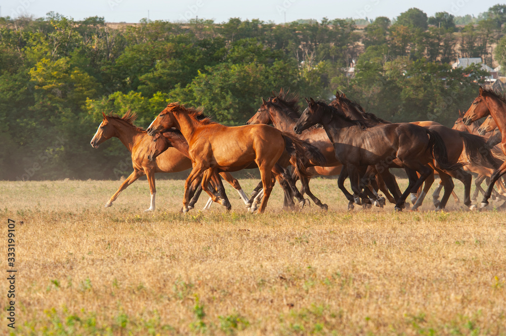 chevaux au pré 