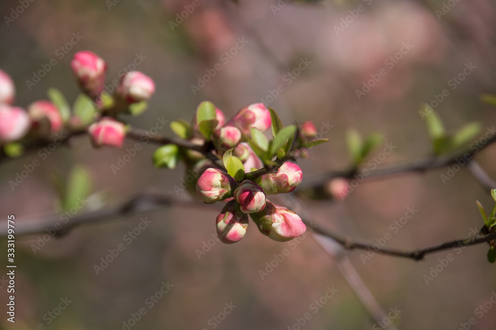 A closeup of a branch from an ornamental cherry tree showing the beautiful soft pink and white buds.  Green petals are displayed to add a splash of color to a bokeh background. 