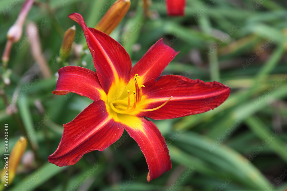 Red daylily flower from an English country garden Red daylily flower from an English country garden
