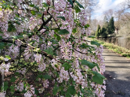 Ribes Sanguineum Glutinosum, Pink-Flowered Currant, in the park. photo