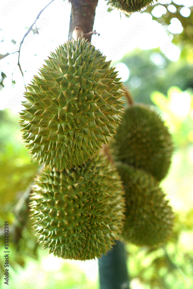 Durian on the tree in the garden, king of fruit. Durian on the tree in the garden, king of fruit.