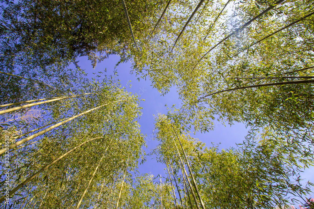 Fototapeta premium Bamboo garden in winter in northern Thailand.