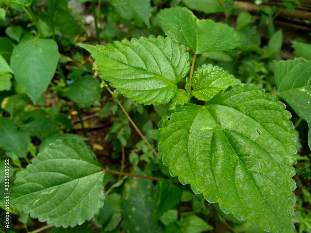 laportea in the nature background. This plant can cause itching if we touch it. laportea in the nature background. This plant can cause itching if we touch it.