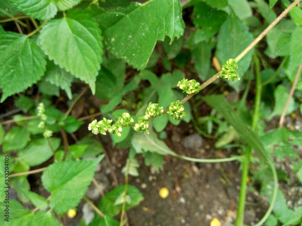 laportea in the nature background. This plant can cause itching if we touch it. laportea in the nature background. This plant can cause itching if we touch it.