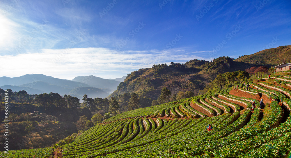 A view of Doi Ang Khang Strawberry Farm in the north, Thailand.