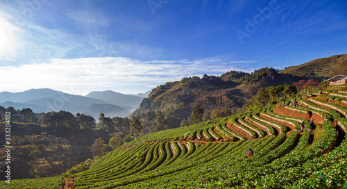 A view of Doi Ang Khang Strawberry Farm in the north, Thailand.