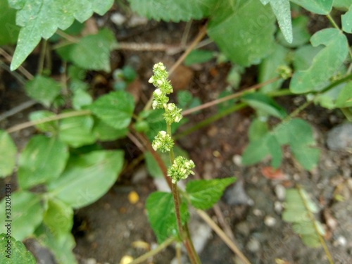 laportea in the nature background. This plant can cause itching if we touch it.