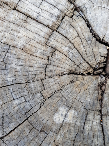 wooden texture of tree 